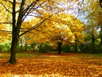 /album/fotogalerie/untergiesing-herbst-2013-179-jpg/